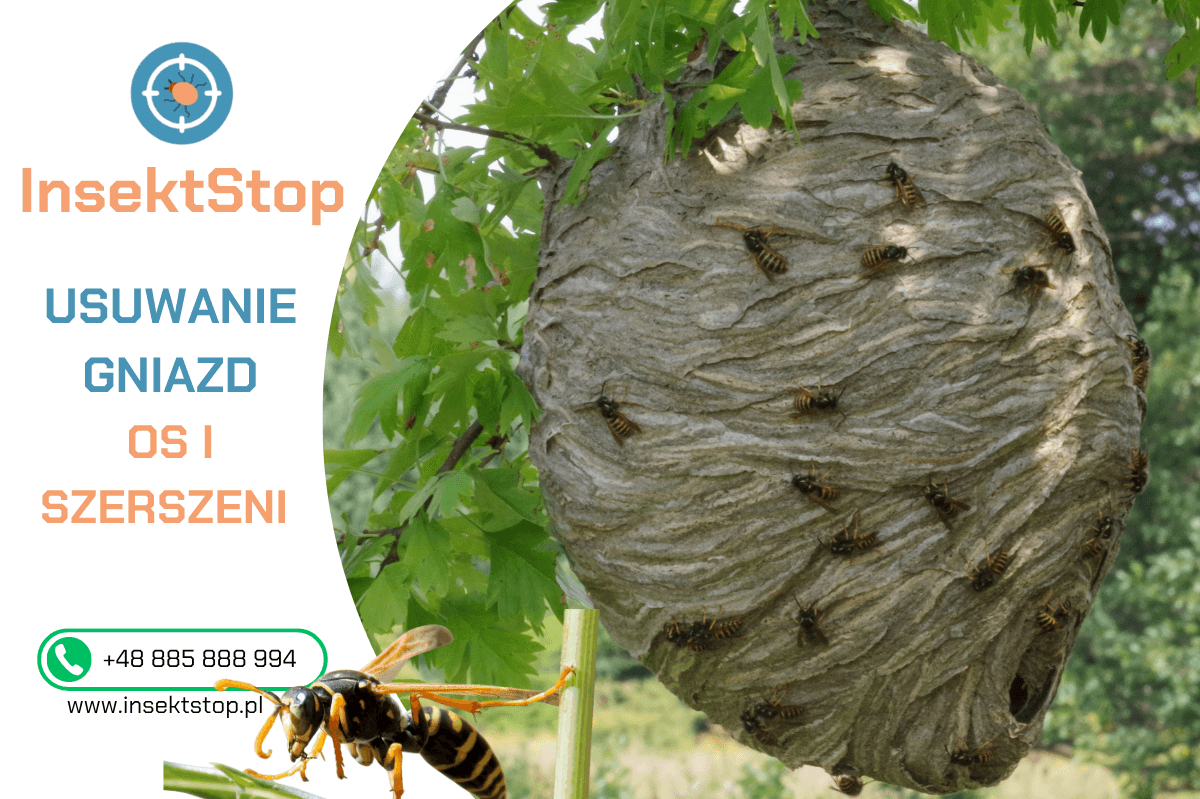 usuwanie gniazd os i szerszeni insektstop