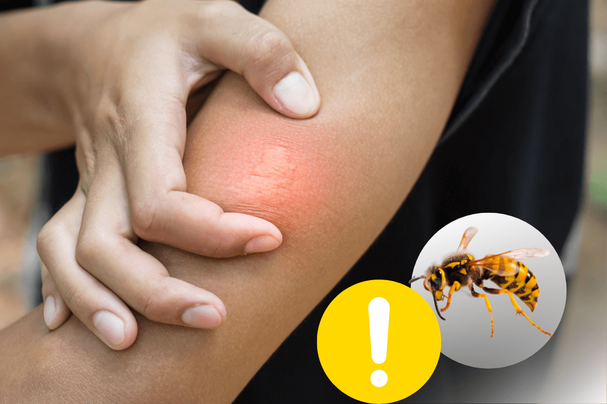 zwalczanie os InsektStop